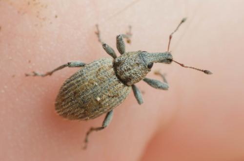 Graptus nictitans singularis